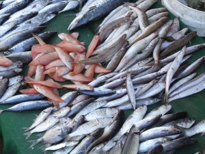 طرح های توجیهی تولید محصولات دریایی ( ماهی ومیگو )