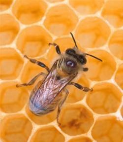 مجموعه آموزش تلقیح مصنوعی زنبور عسل (جدید)