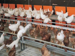 طرح توجیهی پرورش مرغ گوشتی به ظرفیت 100 هزار در سال