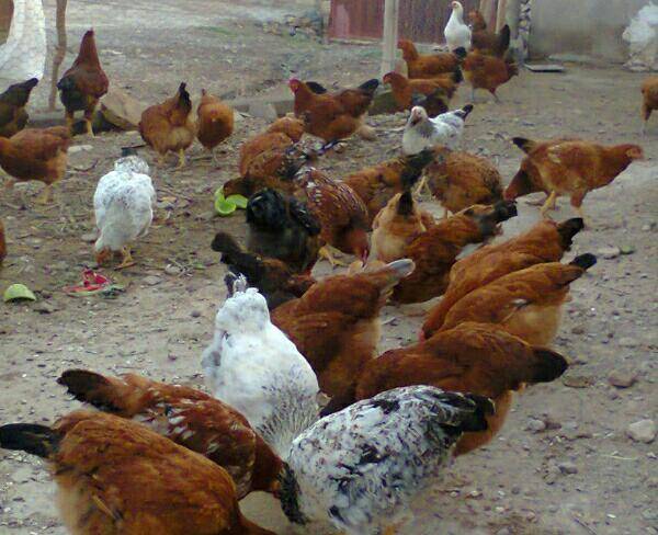 فروش یا معاوضه 5عدد مرغ تخم گذار((محلی))