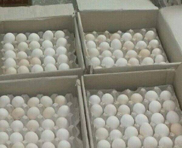 فروش عمده تخم مرغ با کیفیت