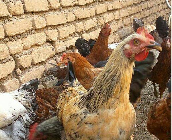 تعدادی مرغ تخمی بومی محلی تضمینی تخمی