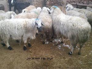 فروش گوسفند اصلاح شده (ابرش) با چندقلوزایی بالا