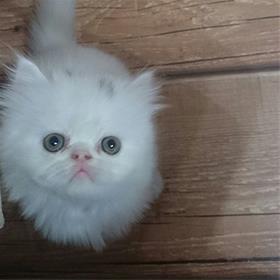 فروش بچه گربه پرشین زیبا