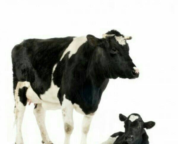 فروش چند گاو شیری و گوساله ماده
