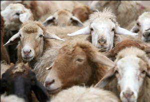فروش محدود تعدادی گوسفند زنده به مناسبت عید قربان