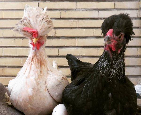سه عدد مرغ لهستانی کاکلی پاپر تخم گذار