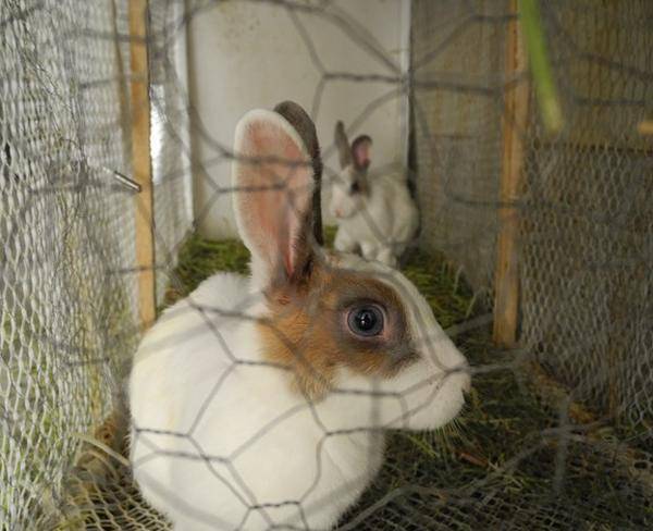 خرگوش ماده مولد 1.5 ساله