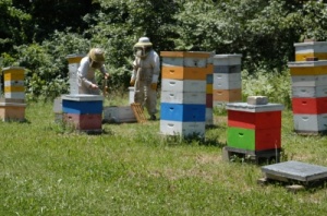 فروش عسل100%طبیعی