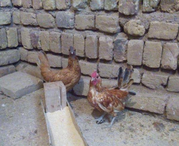 مرغ و خروس مینیاتوری طلایی