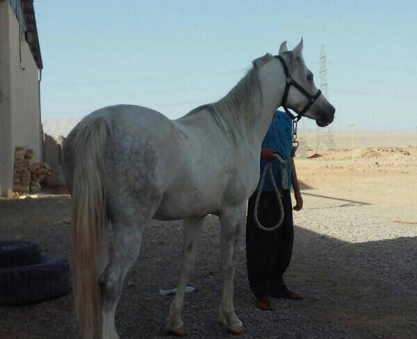 اسب عرب، مادیان مدرک دار
