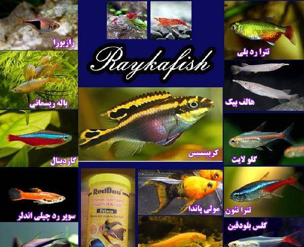 فروش انواع ماهیان گیاهخوار