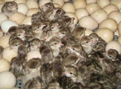فروش تخم کبک