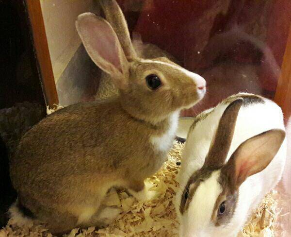 دوتا خرگوش خوشگل