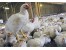 اجاره یا فروش مرغداری گوشتی 30000 قطعه ای در شمال-لنگرود