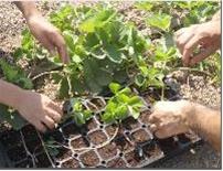 مشاوره گلخانه هیدروپونیک و خاکی توت فرنگی خیار