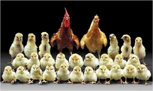 آموزش کامل پرورش مرغ گوشتی به صورت کاملا تخصصی