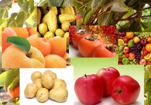صادرات انواع محصولات کشاورزی ارمنستان