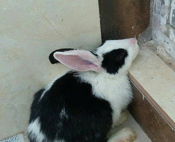 خرگوش سیاه و سفید