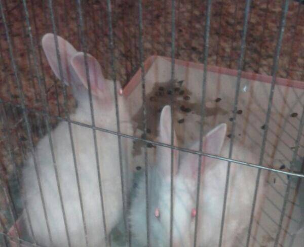 یک جفت خرگوش برفی(کاملا سفید).چشم قرمز