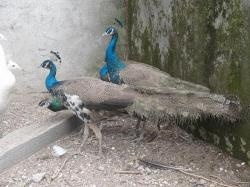 فروش انواع طاووس و قرقاول