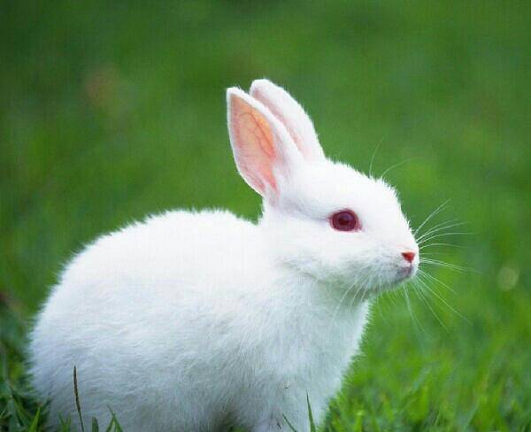 درخواست خرگوش تمام سفید