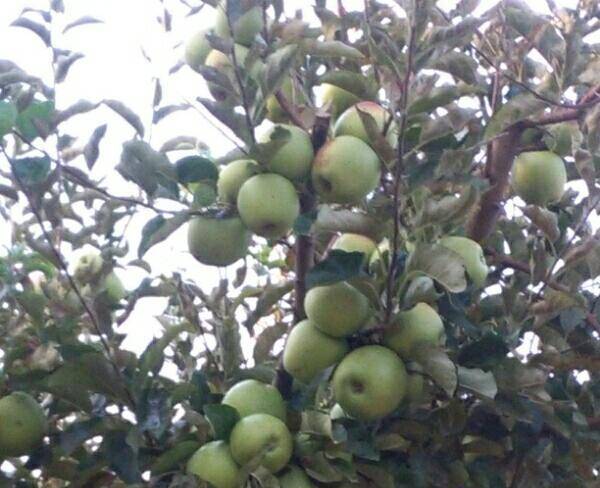 12هکتار باغ سیب