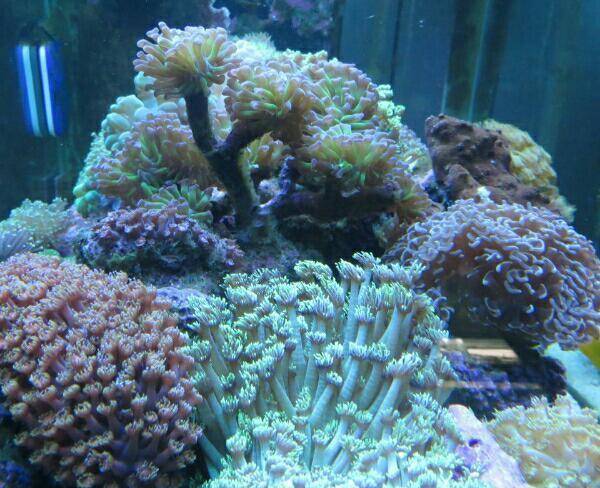 فروش متنوع انواع مرجان های آب شور