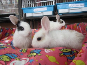 فروش انواع نژاد خرگوش در رنگها و سنین مختلف
