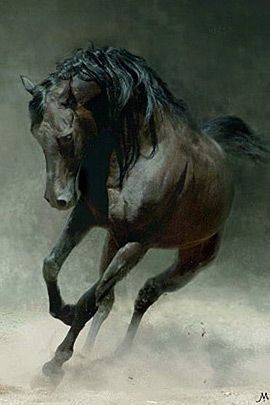 فروش اسب کرد و دره شوری از نژاد اصیل بسیار زیبا و سرودم گیر