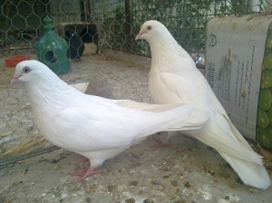 فروش کبوتر سفید
