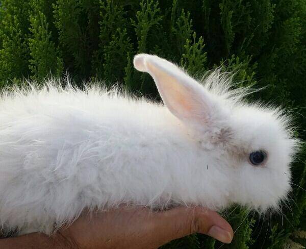 فروش خرگوش خارجی نژاد آنغوره چشم آبی