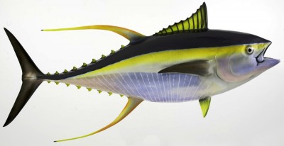 تن ماهی کیدر-یلوفین Tuna Fish - طوبی
