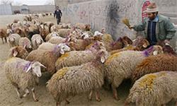 گوسفند زنده با قصاب مجرب در محل به قیمت روز
