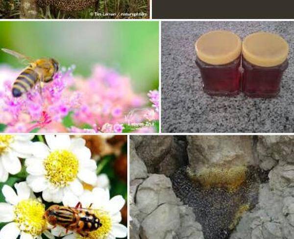 عسل طبیعی کنار کلی و جزیی