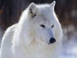 خریداینترنتی مستند گرگ سفید یاwhite wolf