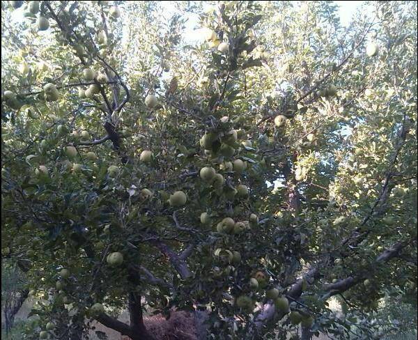 فروش سیب روی درخت