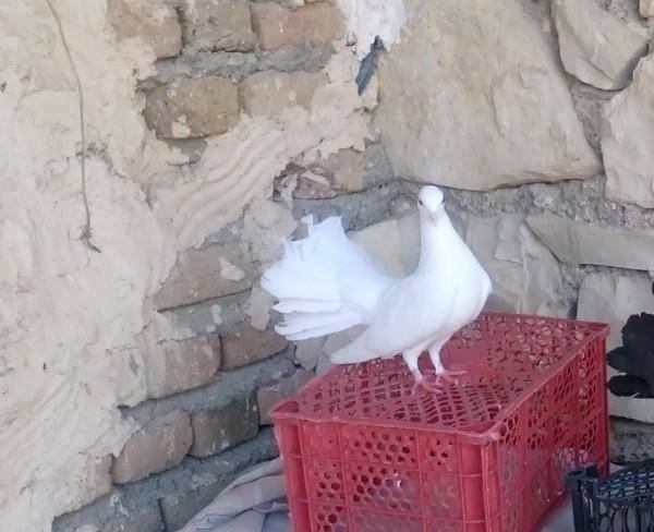 کبوتر سفید دم چتری