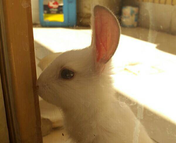 خرگوش سفید رنگ ماده