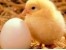 فروش تخم نطفه دار مرغ گوشتی