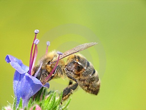 جمع آوری گرده توسط زنبور