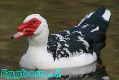 اردک روسی