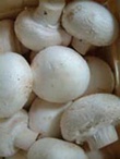 آموزش کامل کشت قارچ در منزل به همراه بذر قارچ