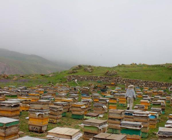 عسل صادراتی سبلان عرضه بصورت عمده و خرده
