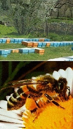 مشاوره زنبورداری در ارمنستان