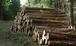 فروش چوب صنوبر ( پالتی ، پوسکنده پوشال سازی) ، چوب جنگلی با بهترین کیفیت