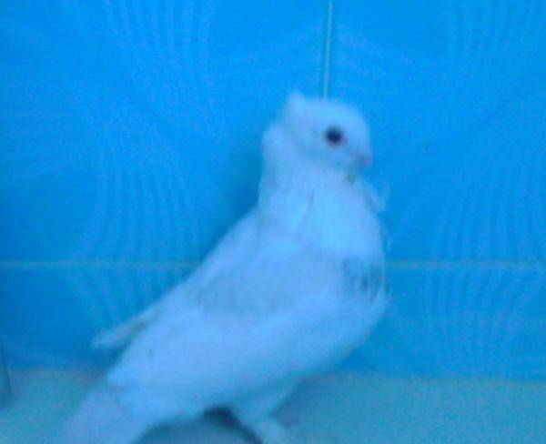 کبوتر سفید پشت شامی