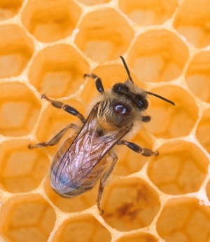 عرضه مستقیم عسل طبیعی سبلان