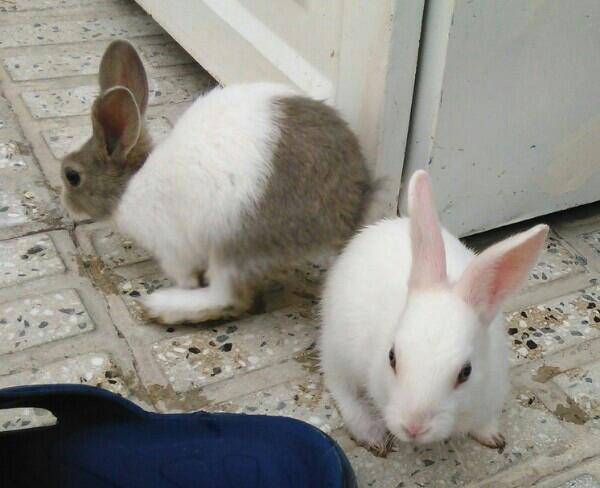 دو خرگوش بسیار ناز و خوشگل