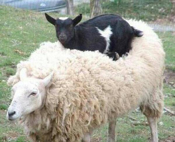 گوسفند زنده ویژه عید قربان